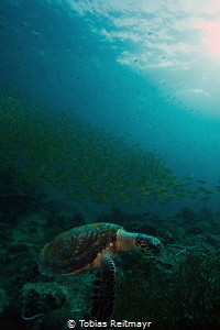 Hawksbill turtle, early morning at Finger Reef, Bida Nok by Tobias Reitmayr 